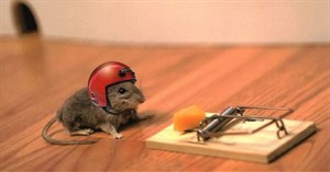 Những cách làm bẫy chuột thông minh với vật dụng đơn giản trong nhà
