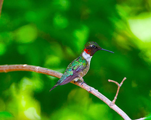 Loài chim có tốc độ đập cánh nhanh nhất thế giới