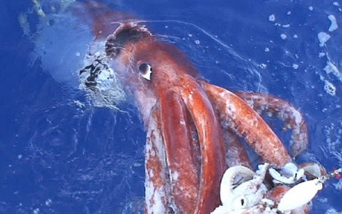 Loài sinh vật có cặp mắt to nhất