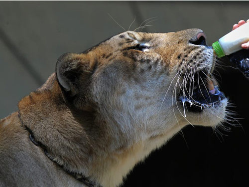 Động vật họ mèo có kích thước lớn nhất thế giới