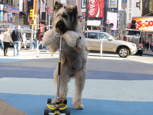 Chú chó đi xe đạp và xe scooter trên quãng đường dài nhất trong thế giới loài chó
