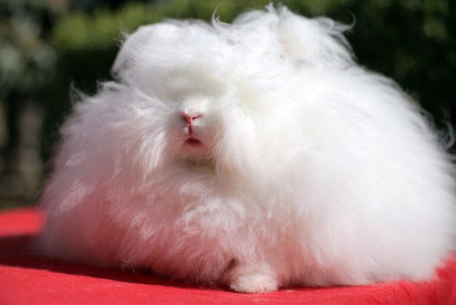 Chú thỏ có bộ lông dài nhất thế giới