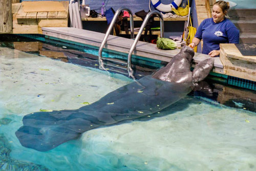 Chú lợn biển trong khu bảo tồn có tuổi thọ cao nhất