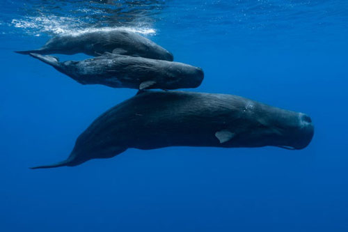 Loài sinh vật có tiếng kêu lớn nhất thế giới