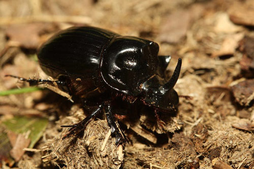 Loài động vật khỏe nhất thế giới