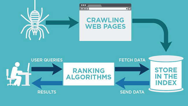 Crawl và index đóng vai trò rất quan trọng trong SEO
