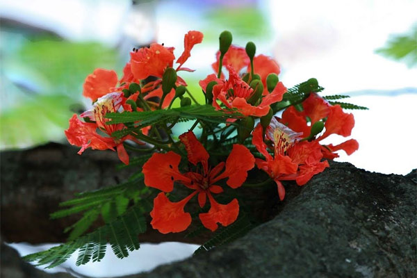 Hoa phượng đỏ