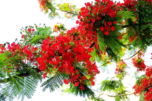 Ảnh hoa phượng đỏ 3