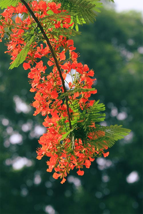 Ảnh hoa phượng đỏ 4