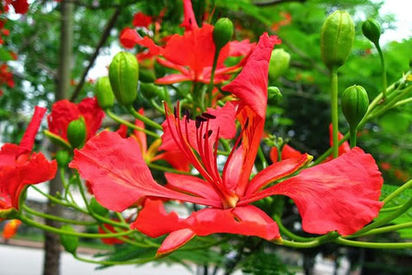 Ảnh hoa phượng đỏ 7