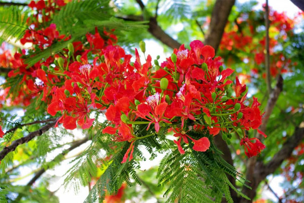 Ảnh hoa phượng đỏ 8