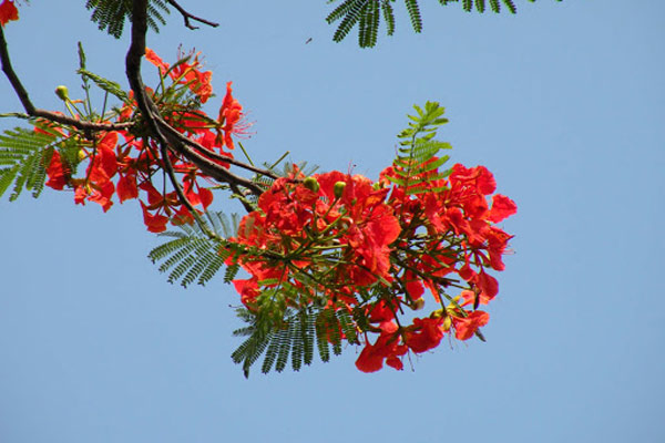 Ảnh hoa phượng đỏ 10
