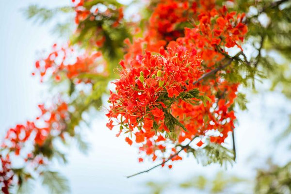 Ảnh hoa phượng đỏ 11