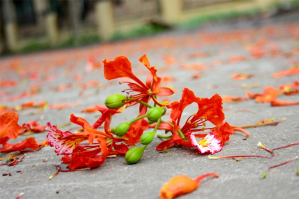 Ảnh hoa phượng đỏ đẹp