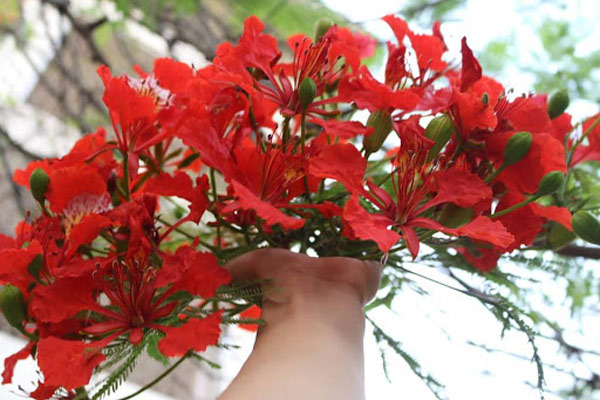 Hình ảnh về hoa phượng