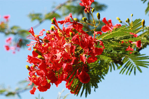 Hoa phượng đỏ rực rỡ