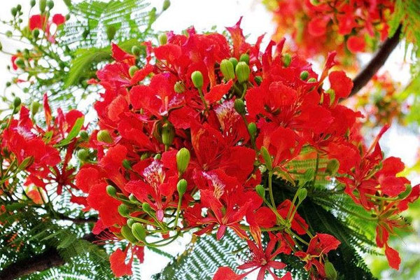 Hoa phượng đẹp