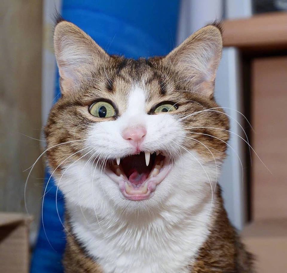 Chia sẻ hơn 95 hình nền mèo ngáo tuyệt vời nhất - Tin học Đông Hòa