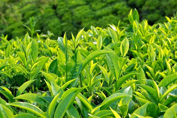 Làm sạch phổi bằng trà xanh