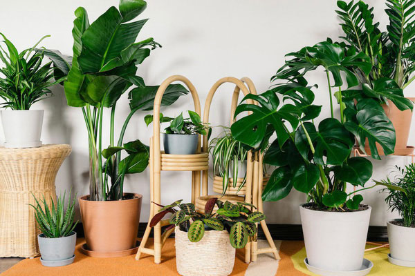 Làm sạch phổi bằng cách trồng cây xanh