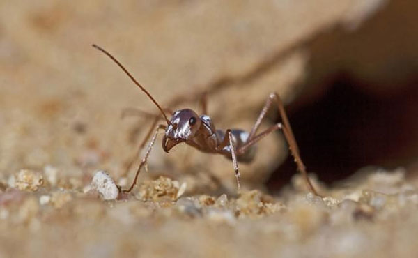 Kiến bạc Sahara