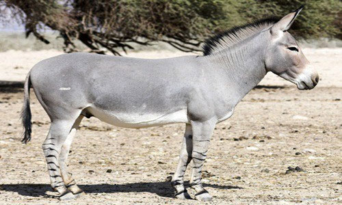 Lừa hoang châu Phi