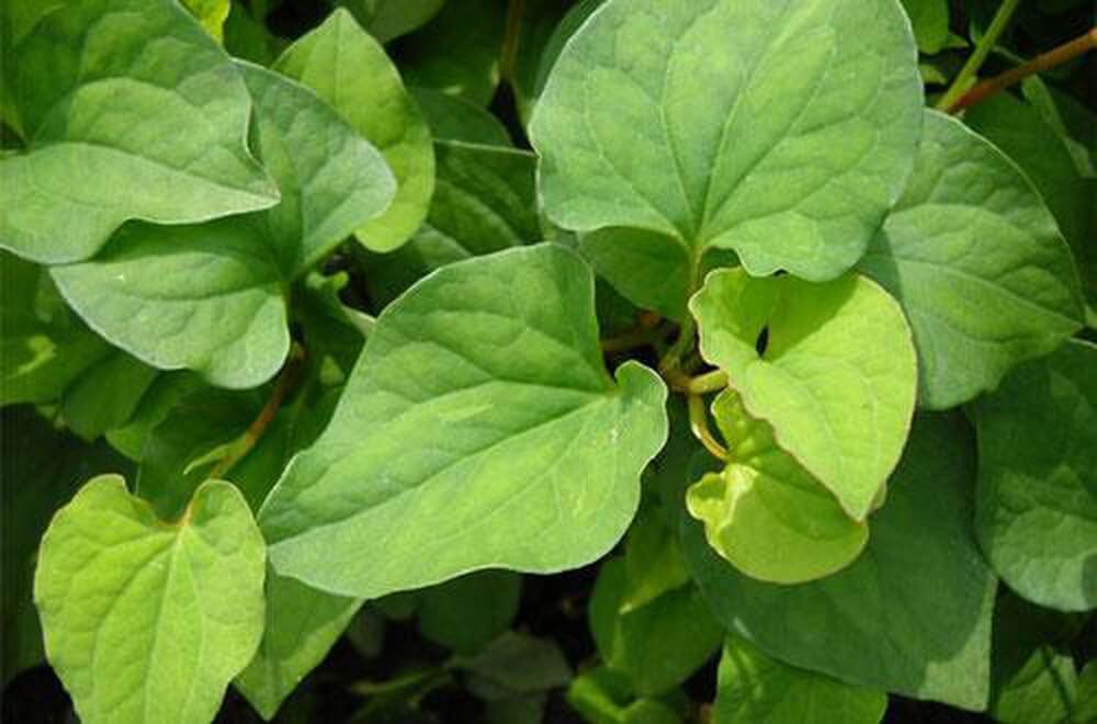 Tác dụng của rau diếp cá với hệ tiêu hóa nằm ở việc làm nhuận tràng, điều trị táo bón rất tốt