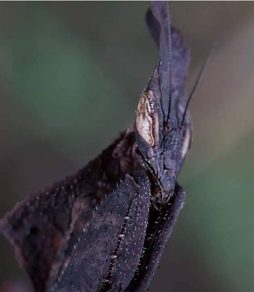 Bọ ngựa ma