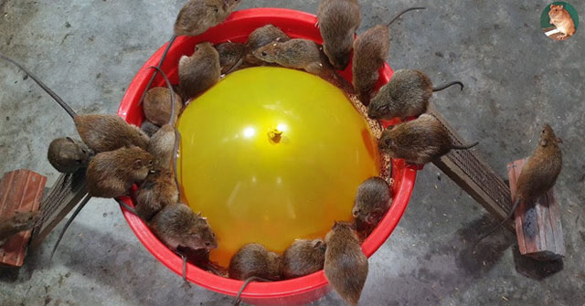 Trap mice with balloons and plastic buckets