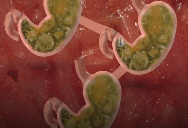 Sống trong bụng cá voi