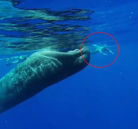 Điều gì sẽ xảy ra nếu bạn bị nuốt chửng bởi một con cá voi?