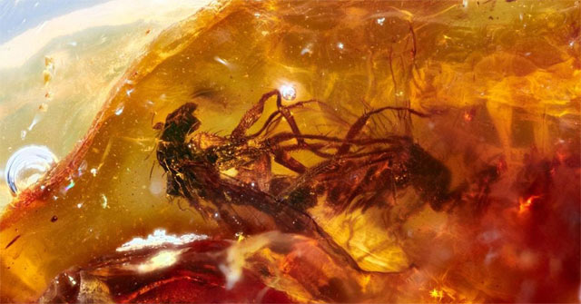 Hoá thạch cặp ruồi đang giao phối có niên đại 41 triệu năm