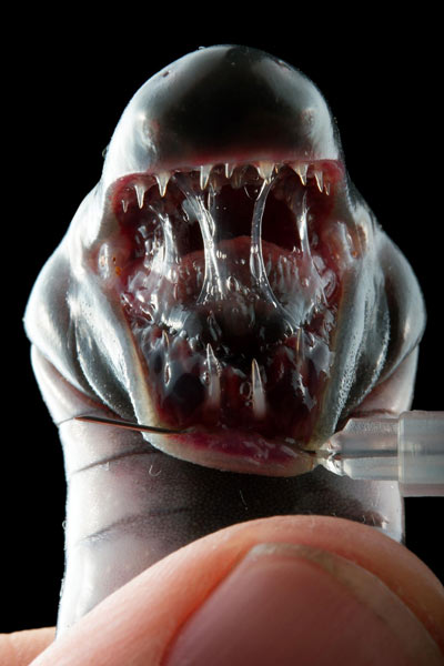 Phần răng bên trong của loài caecilian. Ảnh: National Geographic.