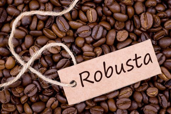 Hạt cà phê Robusta có hình hơi tròn