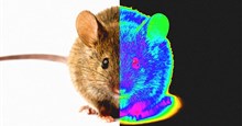 Công nghệ nano giúp phục hồi thành công thị lực ở chuột bị mù