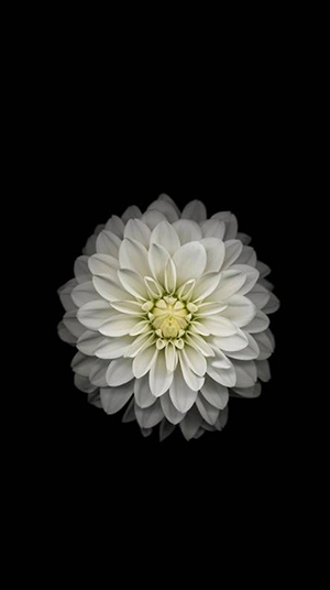 Khám phá hơn 108 hình nền bông hoa cúc mới nhất - thdonghoadian