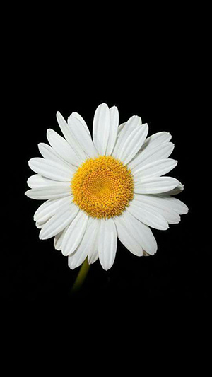 Hình nền hoa cúc trắng rất đẹp Tài liệu miễn phí cho Giáo viên học sinh