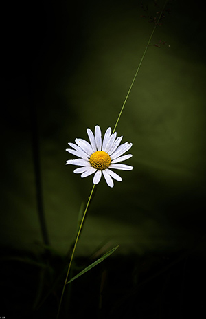 Ngắm nhìn 88 hình ảnh hoa cúc trắng trên nền đen siêu đẹp