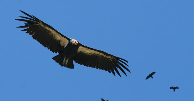 Thần ưng dãy Andes