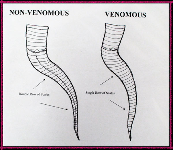 Cách sắp xếp vảy phần đuôi phía sau hậu môn của rắn thường (trái) và rắn độc (phải). Ảnh J.B. Rattles.