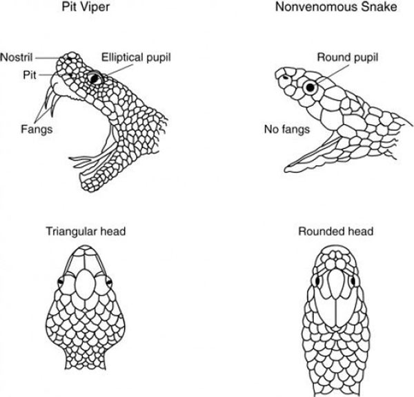 Đa số rắn độc có đầu tam giác (bên trái) và rắn không có độc thì đầu tròn hơn (bên phải). Ảnh HubPages.