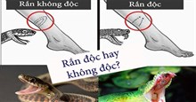 Cách nhận biết rắn độc và rắn không độc