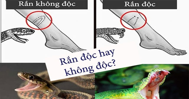Cách nhận biết rắn độc và rắn không độc - QuanTriMang.com
