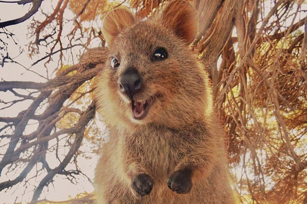 Loài Quokka 1