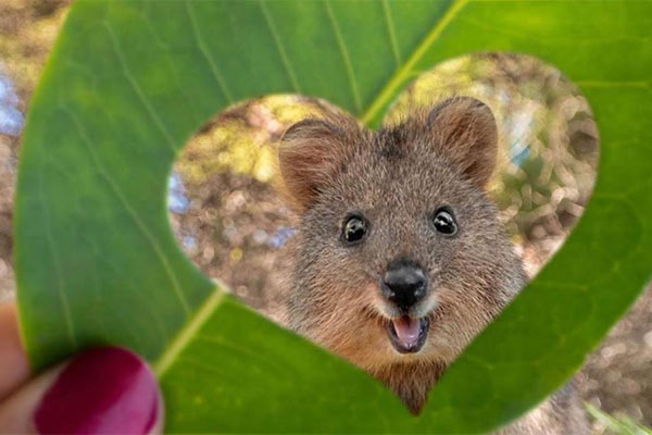 Loài Quokka 2
