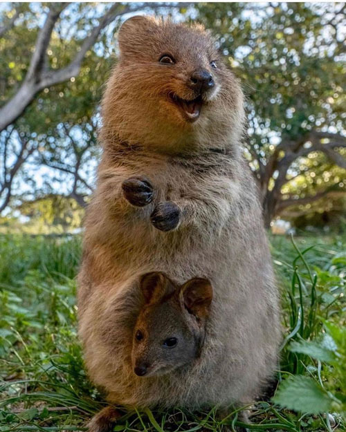 Loài Quokka 3