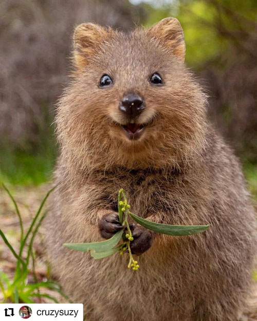 Loài Quokka 4