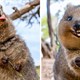 Bí mật gây sốc của Quokka, loài động vật hạnh phúc nhất thế giới