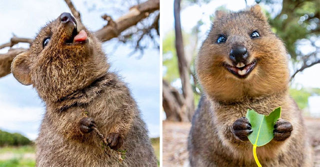 Quokka is always happy, friendly and smiling.