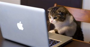 Chiến dịch "Meow" đang tàn phá cơ sở dữ liệu của nhiều doanh nghiệp lớn trên thế giới